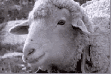 sheep.gif
