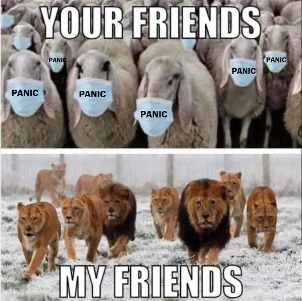 SHEEP PANIC.webp