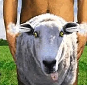 sheep-shagger.webp