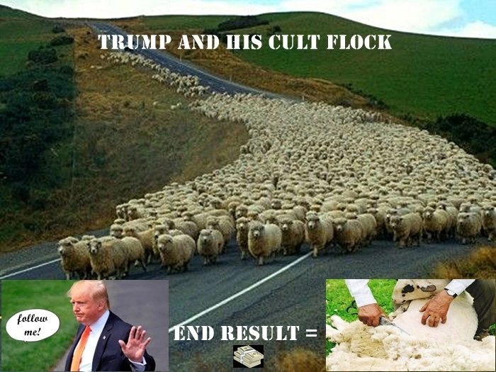Sheep.webp