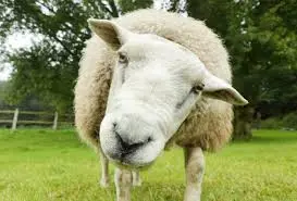 sheep.webp