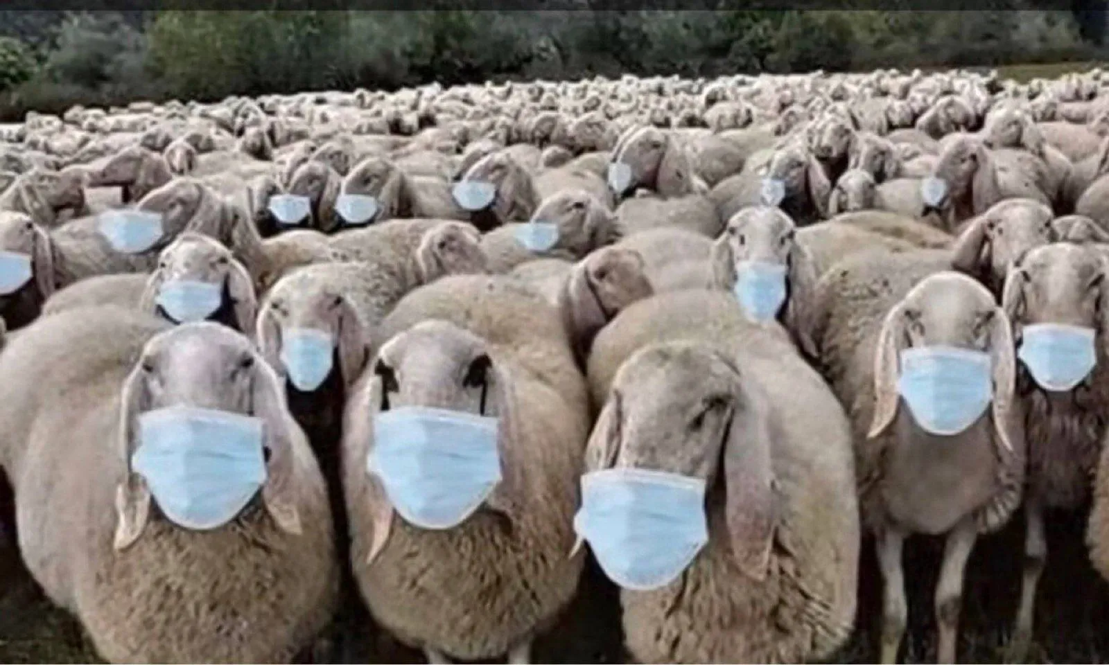 SheepWithMasks.webp