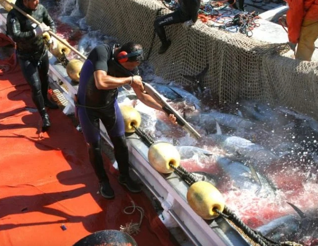 shooting fish in a barrel.webp