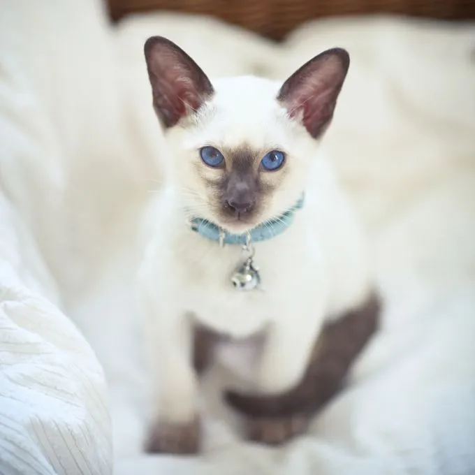 siamese cat.webp