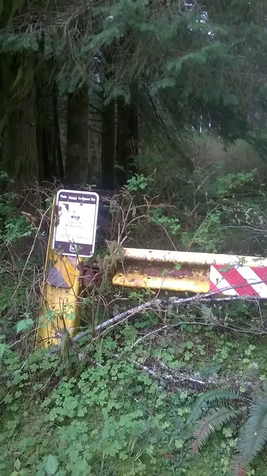 siuslaw forest road.webp