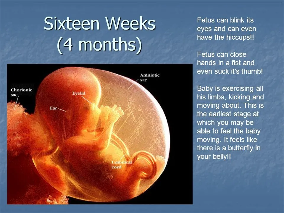 Sixteen+Weeks+(4+months).webp