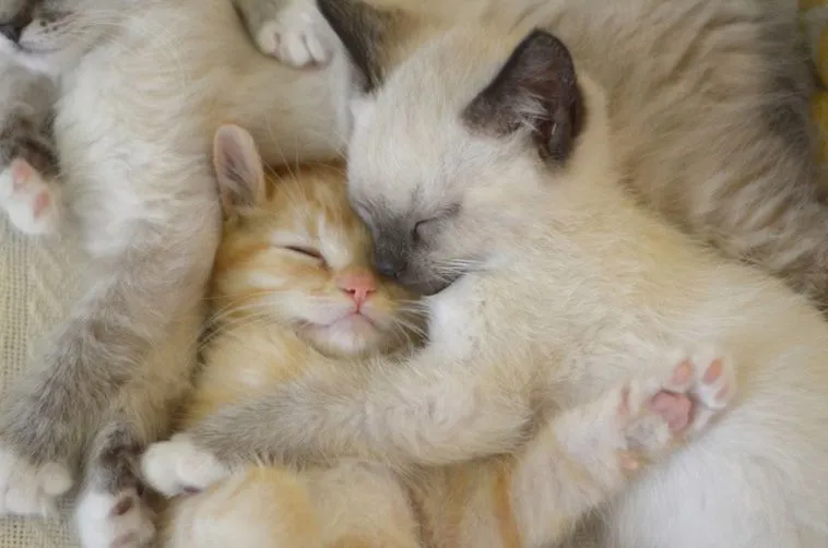 Sleeping-Cats-18.webp