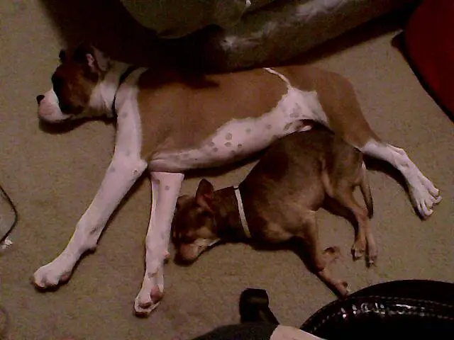 Sleeping Dogs.webp