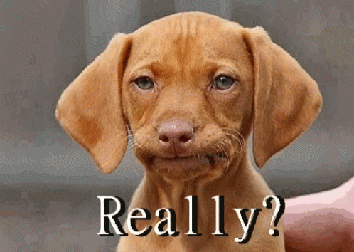smh-really.gif