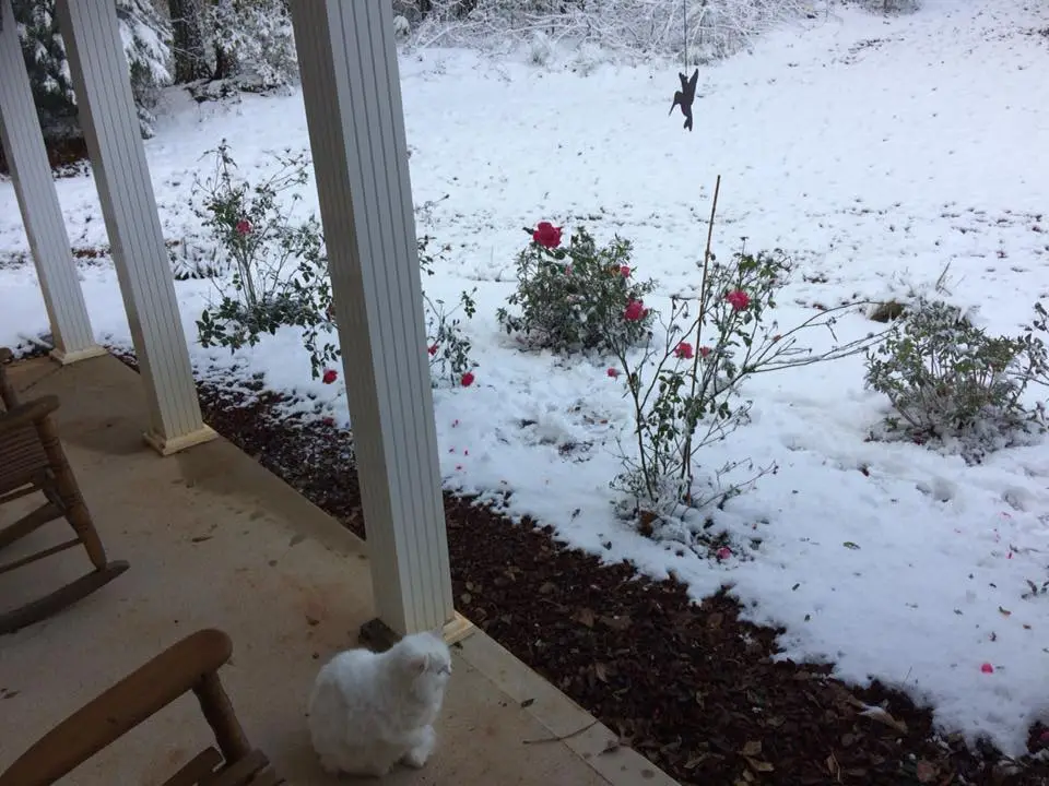 Snow looking at snow.webp