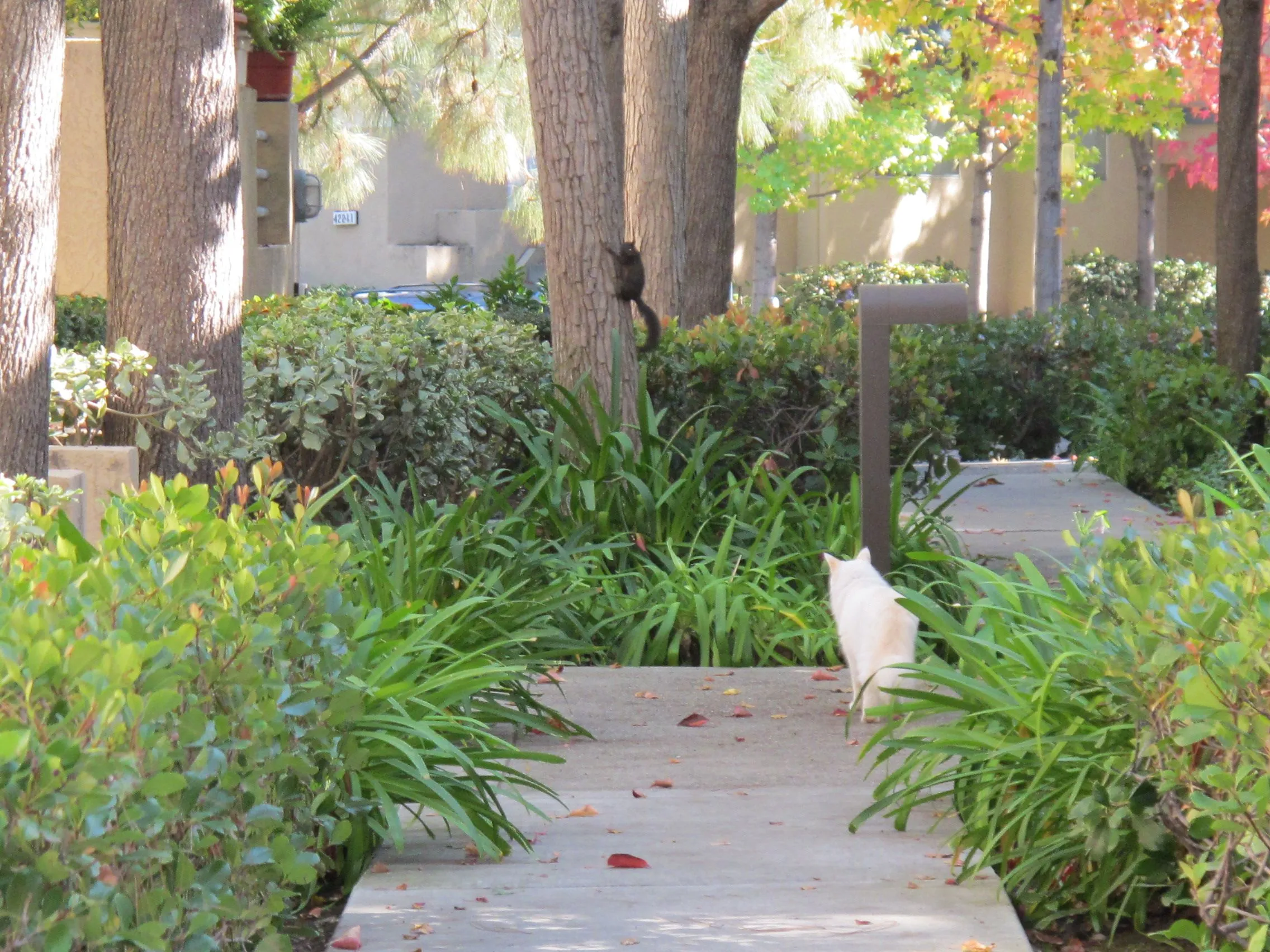 SNOWBALL AFTER A SQUIRREL4.webp