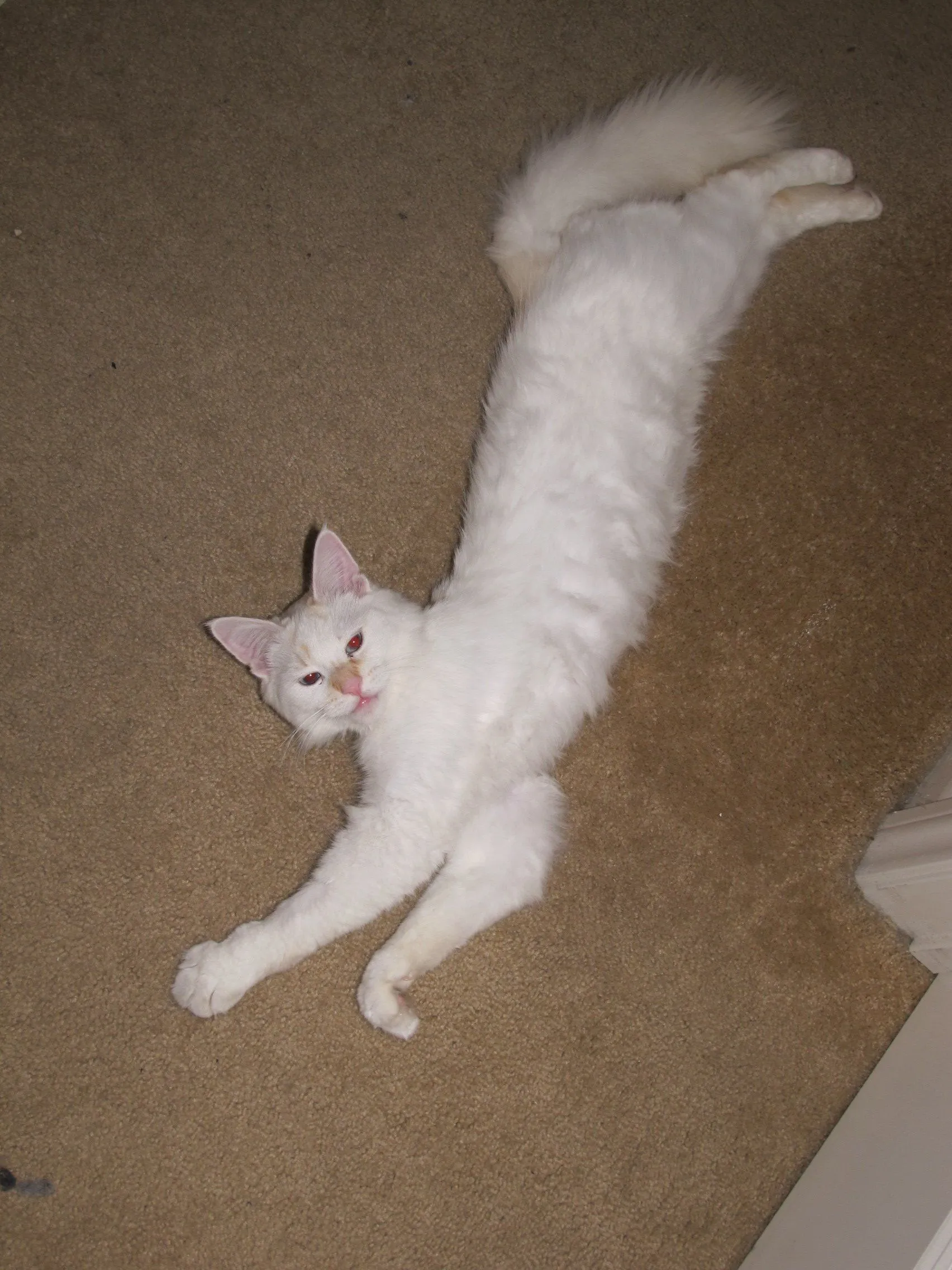SNOWBALL STRETCHING1.webp