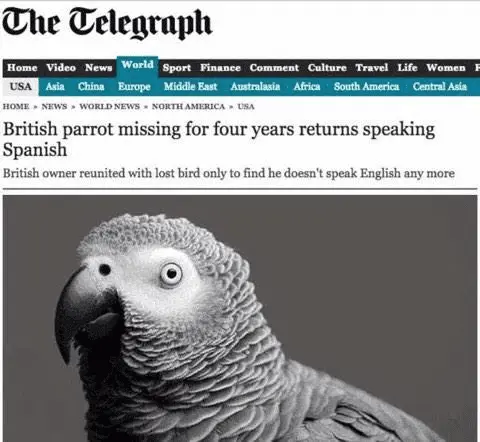 spanishparrot.webp