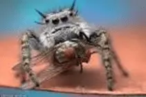 spider 2.webp