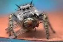 spider.webp