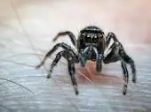 spider.webp