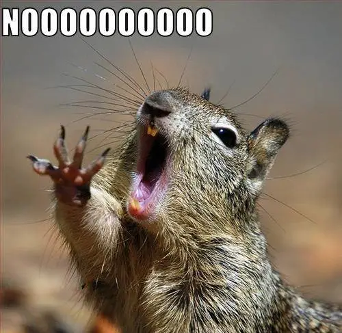 squirrel-nooooooo.webp