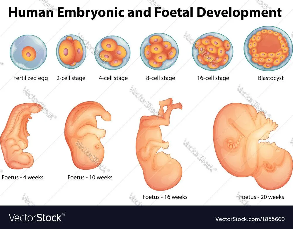 stages-in-human-embryonic-development-vector-1855660.webp