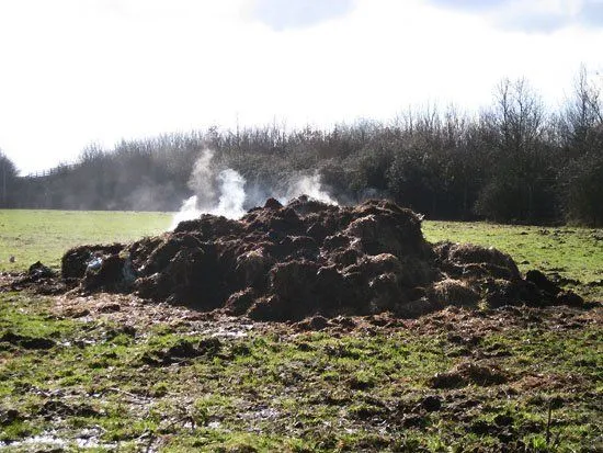 steaming pile of.webp