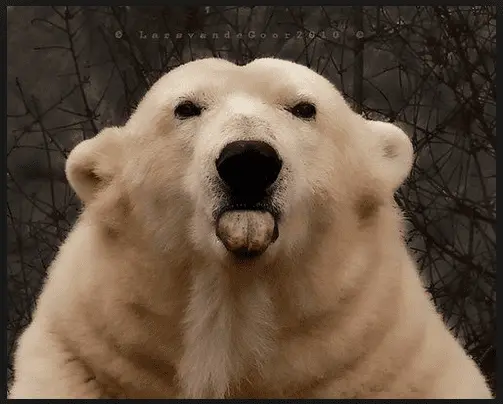 Stick out tongue.webp