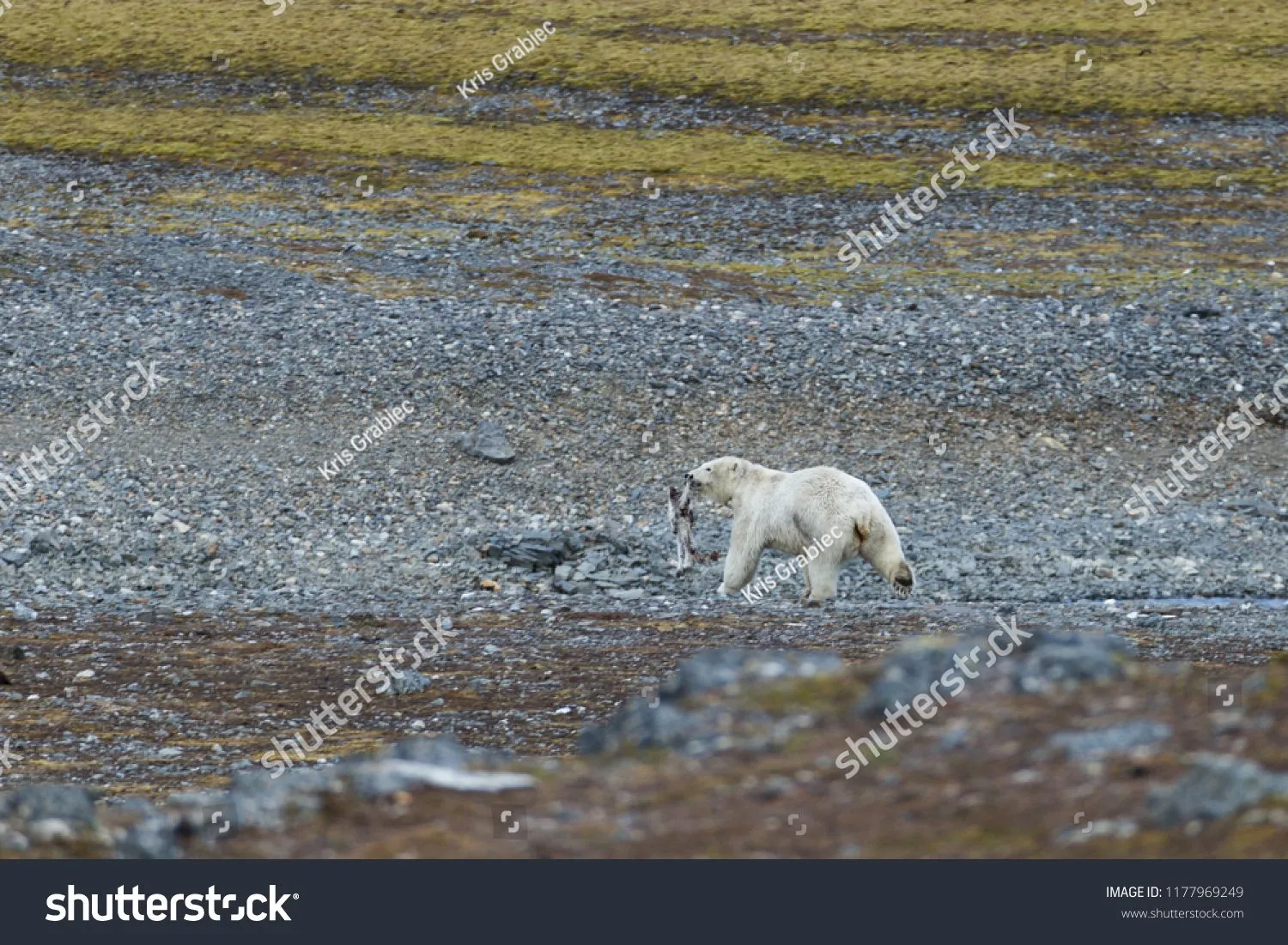 stock-photo-a-polar-bear-eating-a-small-reindeer-1177969249.webp