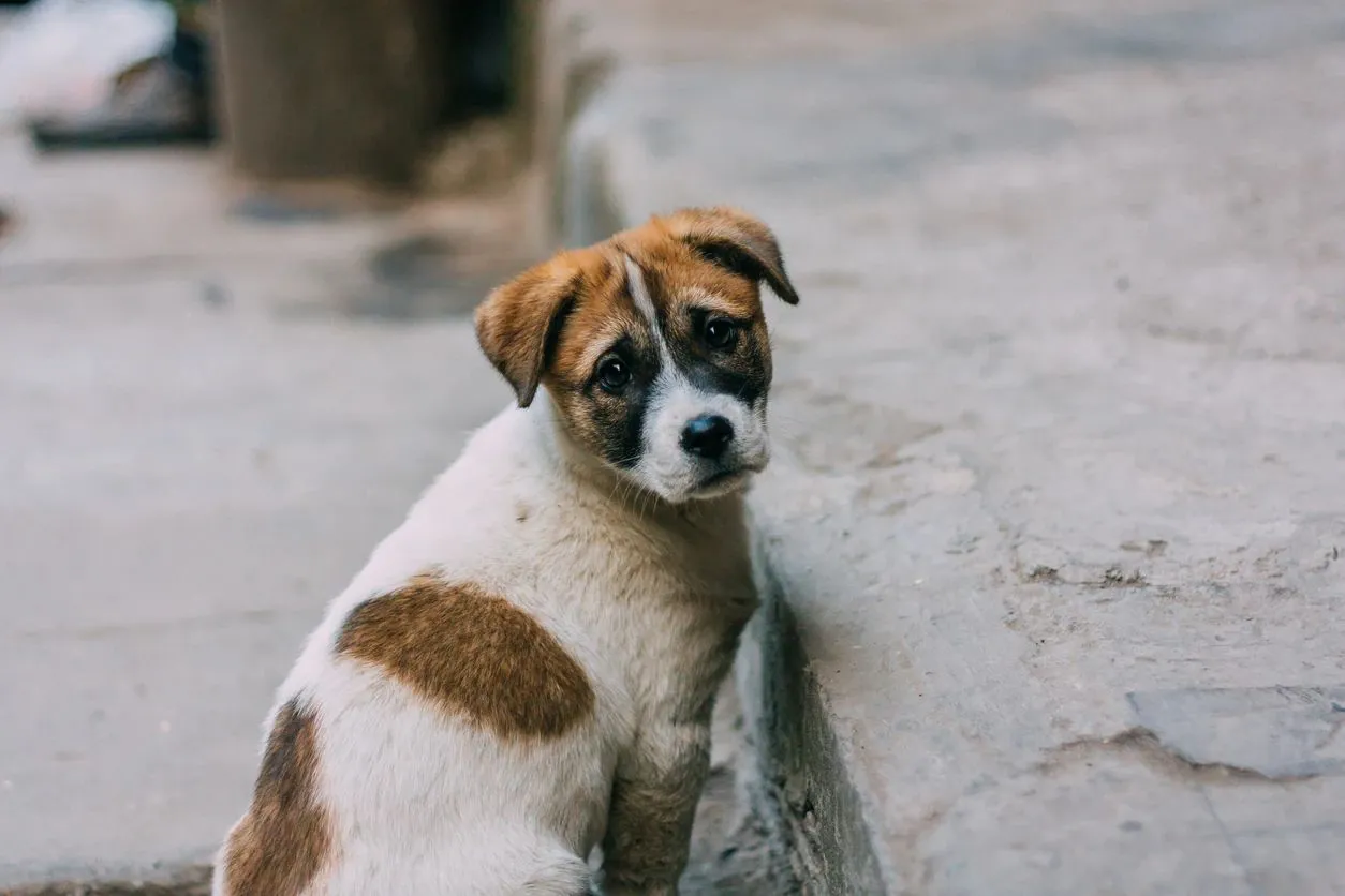 stray dog looking back on road.webp