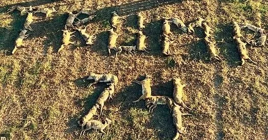 t-24 coyete (2).webp