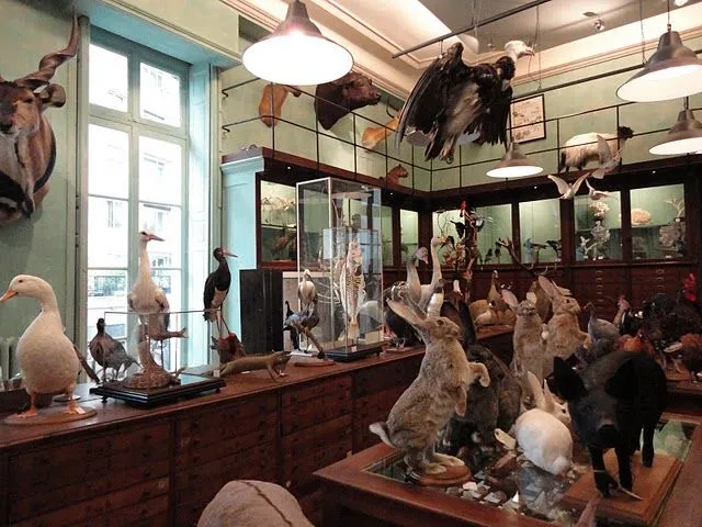 taxidermy.webp