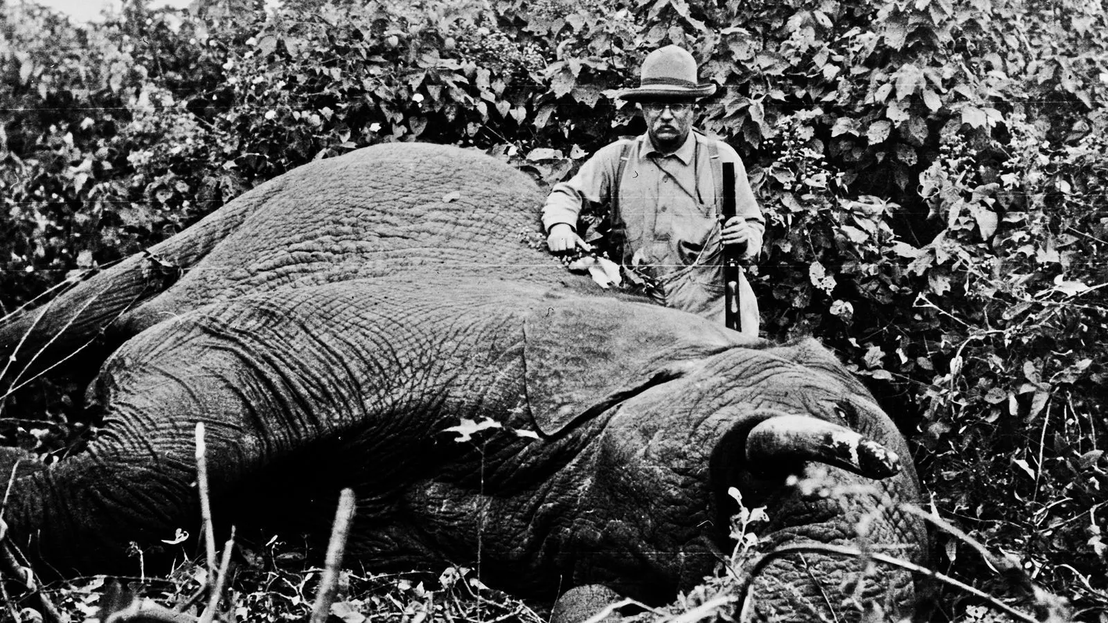 teddyandtheelephant.0.0.jpg