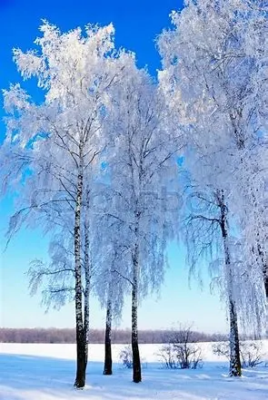 thD9B3PXVG.webp