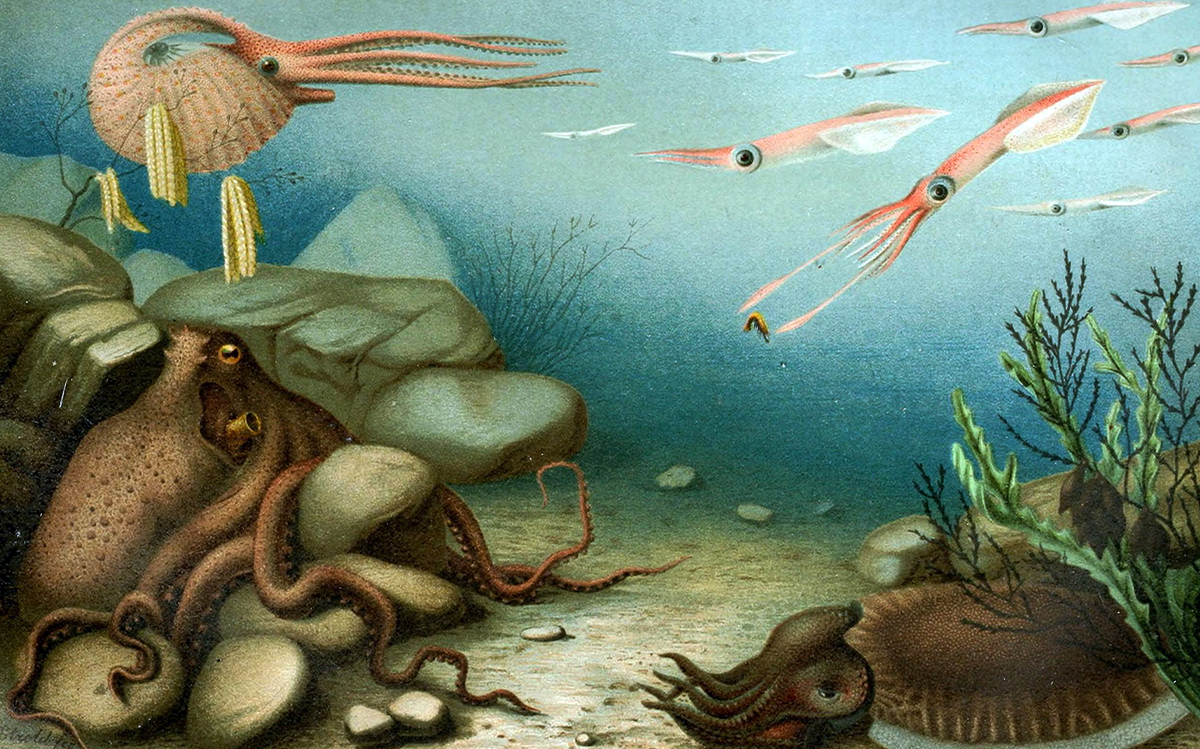 The Cephalopods Are Coming.webp