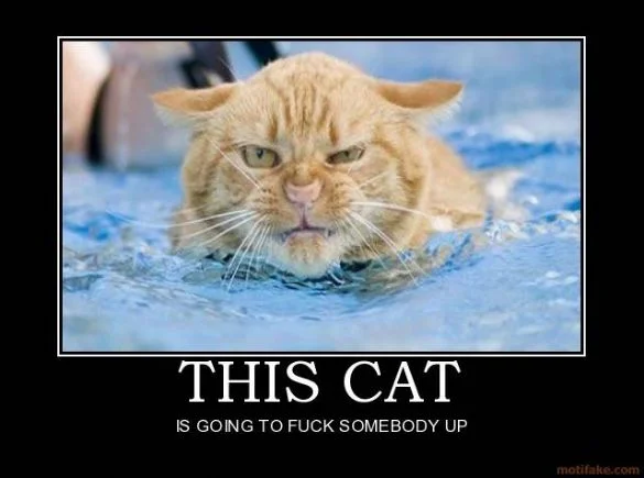 This_Cat_id_32500gom.webp
