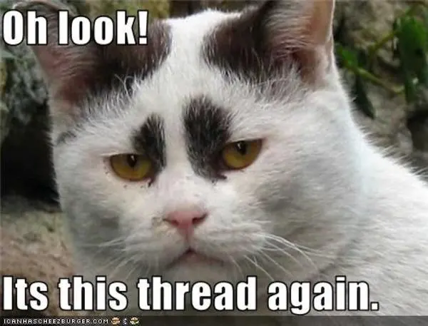 ThisKittah.webp
