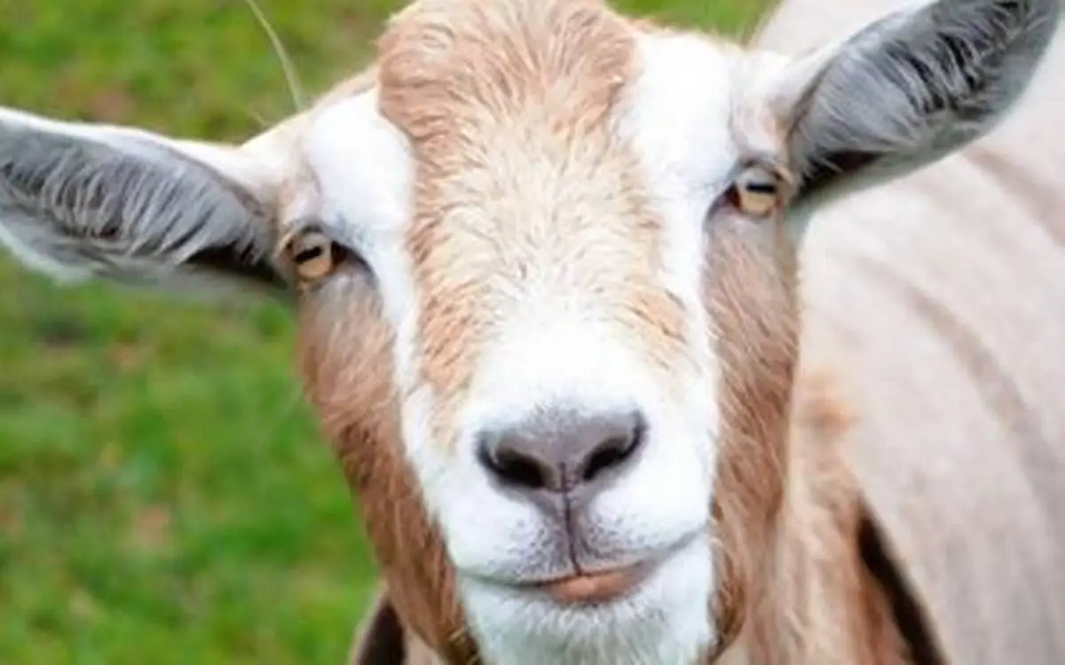 thjc-goat.webp