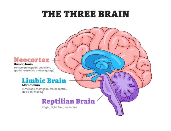three-brains-neocortex-limbic-brain-600nw-2616190083.webp