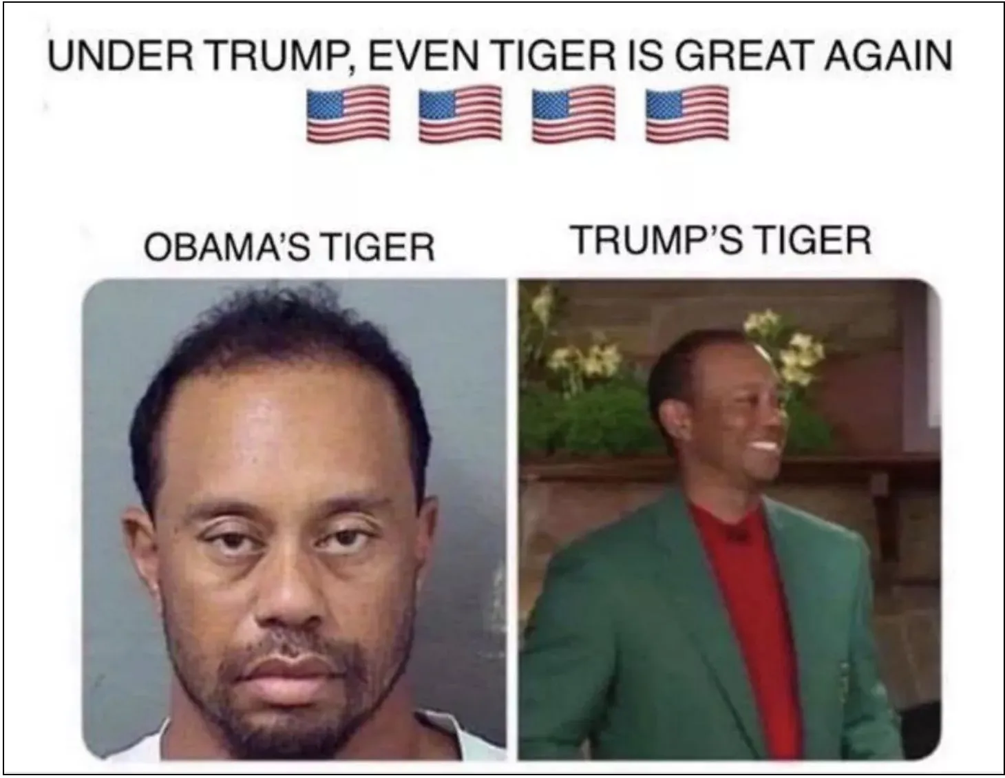 Tiger great again.webp