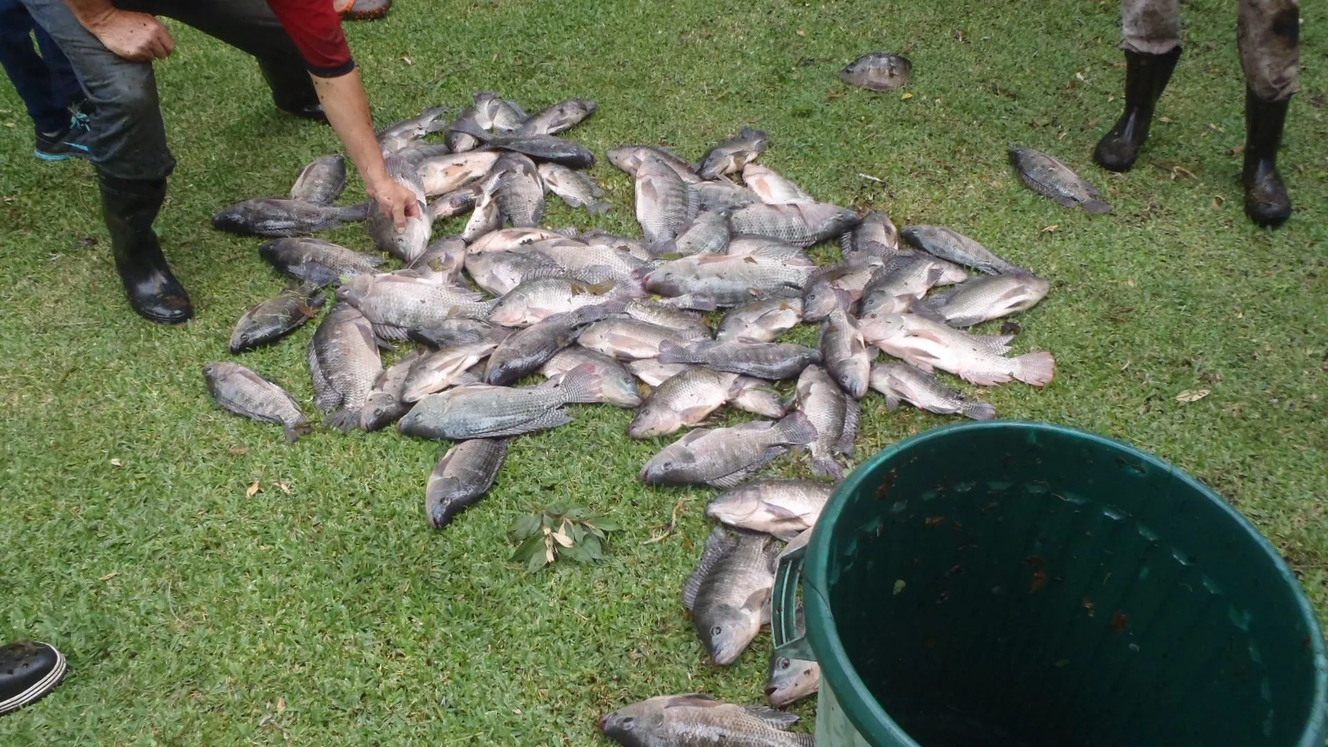 tilapia.webp