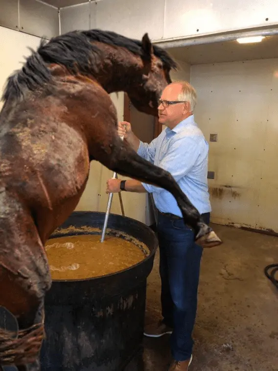 tim horse cum chili.webp