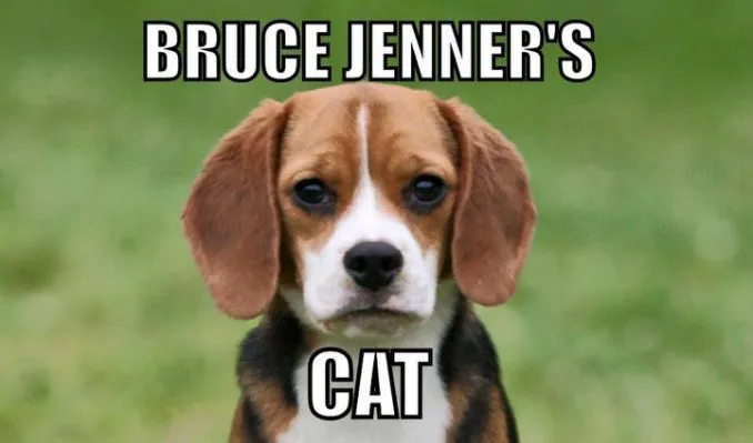 tmp_28536-bruce_jenners_cat.jpg.ce9f6671660bfeff507033da4fbae1c8.jpg.cf1041950918316167395.webp