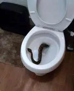 toilet snake.webp