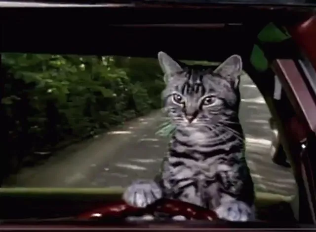 toonces01.webp