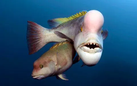 transgender fish.webp