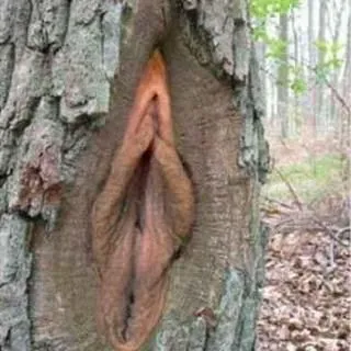 *****-tree.webp