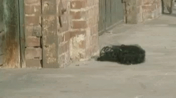 tumbleweave-weave (1).gif