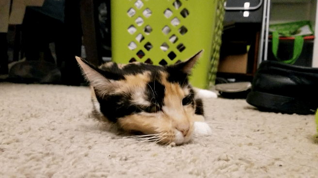 tumblr_aa35dc672c59ed6daf46b8da26395fc6_845fde4b_1280.gif