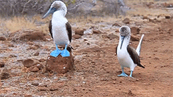 tumblr_n42980q3Wz1s9rrcgo4_250.gif