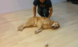 tumblr_nmyn3zrkZg1tq9q5vo2_250.gif