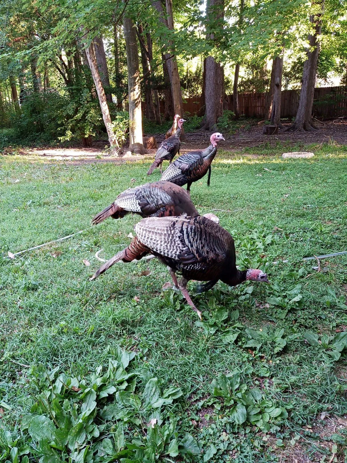 Turkeys.webp