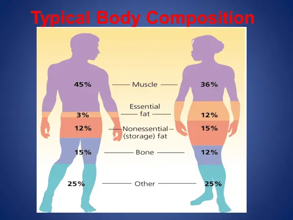 Typical-Body-Composition (1).webp