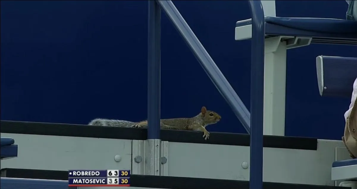 USOpen2013Squirrel-DayOneCt17d.webp